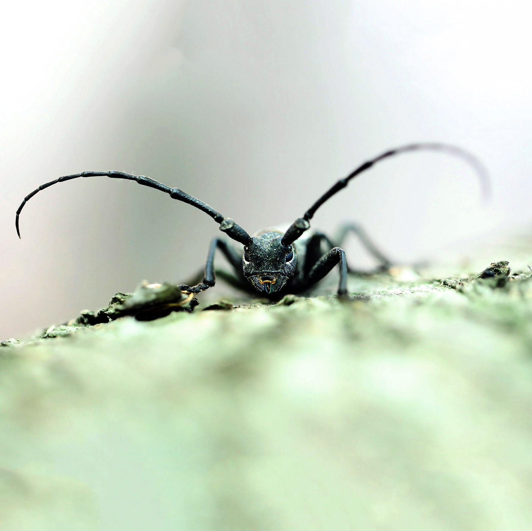 Makro fotografisanje insekata